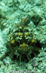 Scorpiofish. Lima Rock, Musandam, Gulf of Oman, Oman. by Alexander Nikolaev 